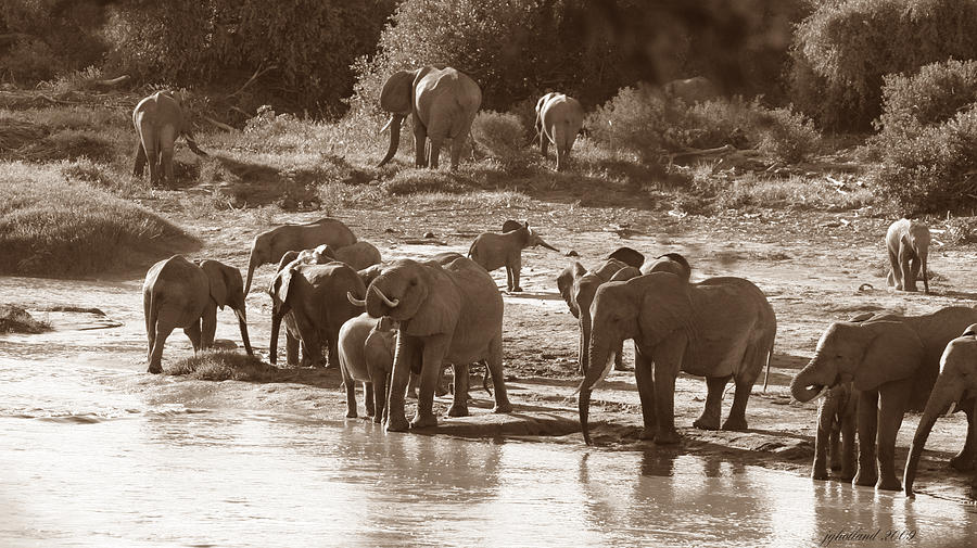 Elephants At Mara River Photograph by Joseph G Holland