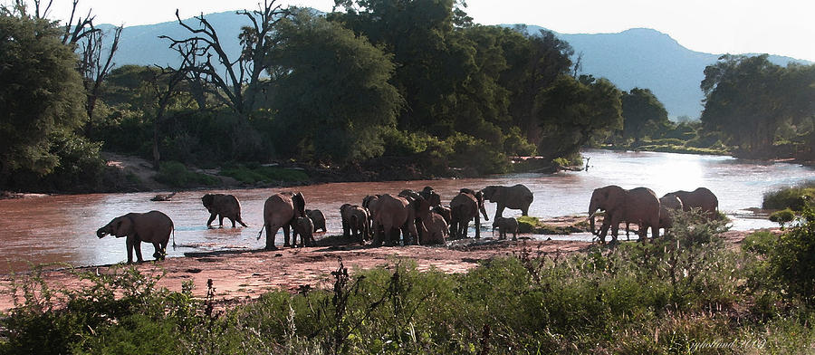 Elephants at Mara River Watercolor Photograph by Joseph G Holland