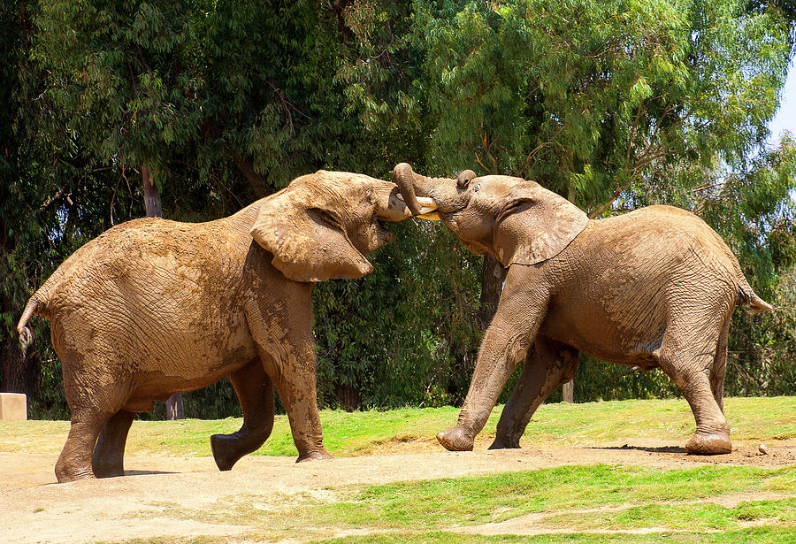 Elephants at Play 2 Photograph by Anthony Jones