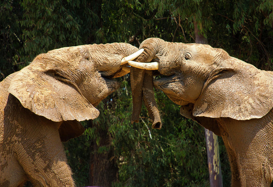 Elephants at Play Photograph by Anthony Jones