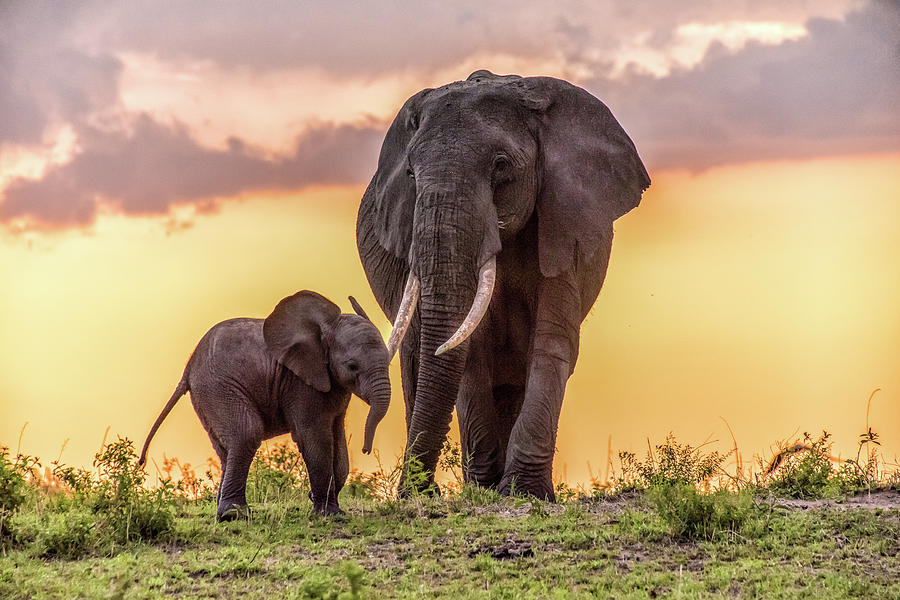 Elephants At Sunset Photograph