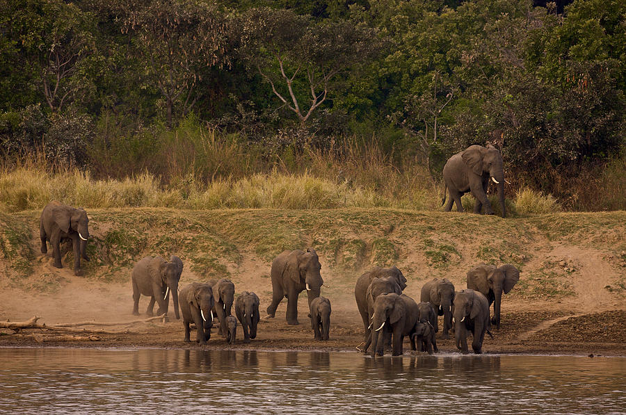 Elephants at the Luangwa River Photograph by Johan Elzenga