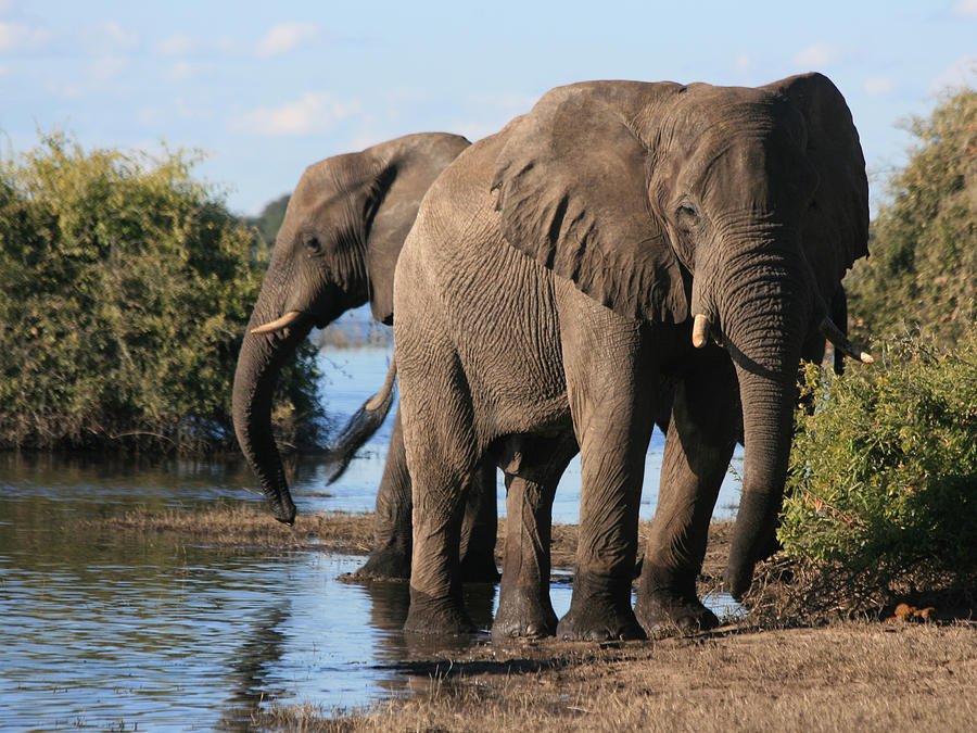 Elephants at the River Photograph by Karen Zuk Rosenblatt