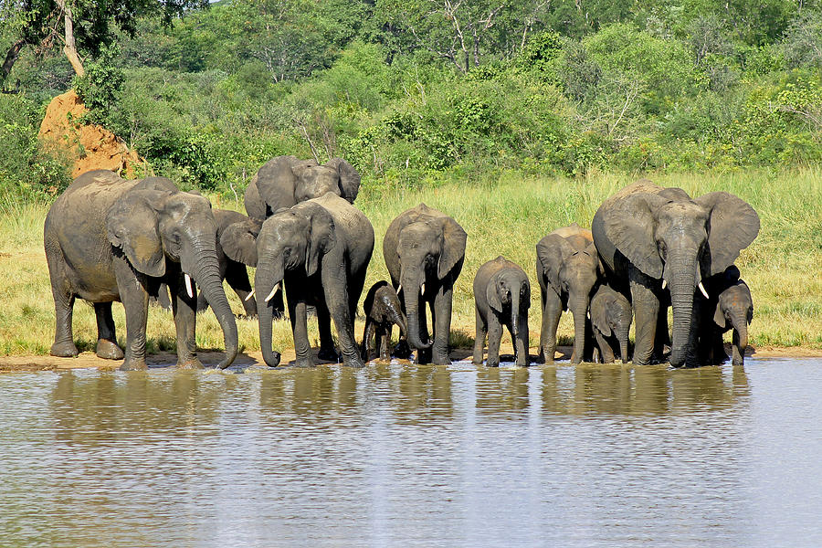 Elephants at the Waterhole   Photograph by Tony Murtagh