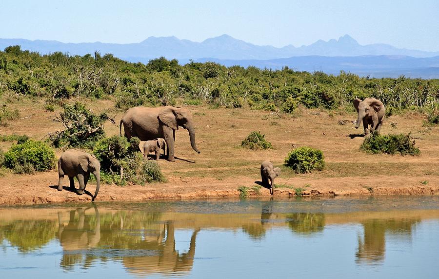 Elephants at the watering hole Photograph by Robert Edmanson-Harrison