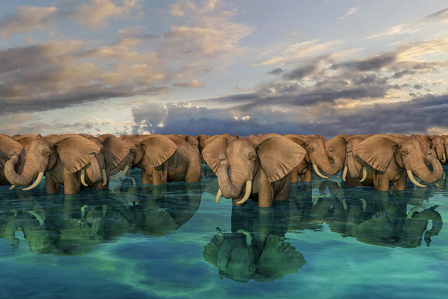 Elephants Digital Art