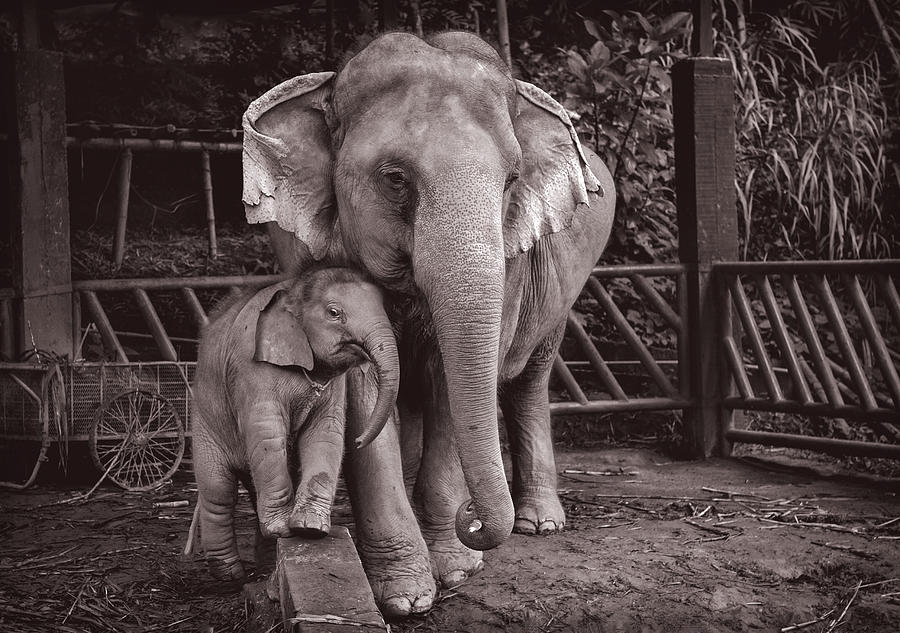 Elephants BuaThong and Am by Lee Craker Elephants BuaThong and Am by Lee Craker