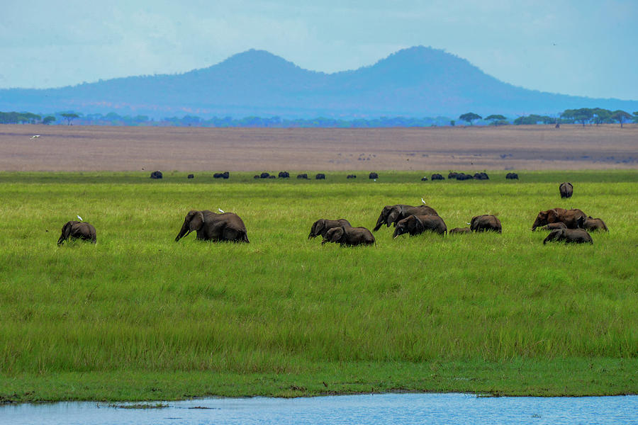 Elephants by the Tarangire River Photograph by Marilyn Burton