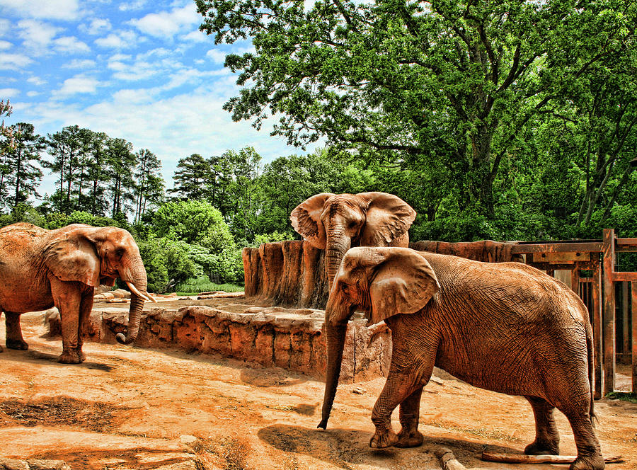 Elephant Photograph - Elephants by Cathy Harper