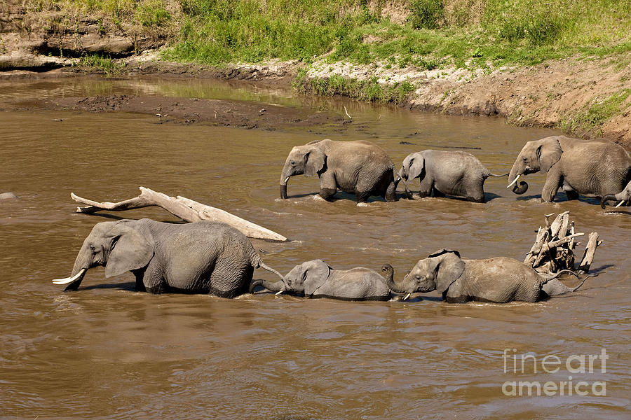 Elephants Crossing Mara River Photograph by Monika Bhm