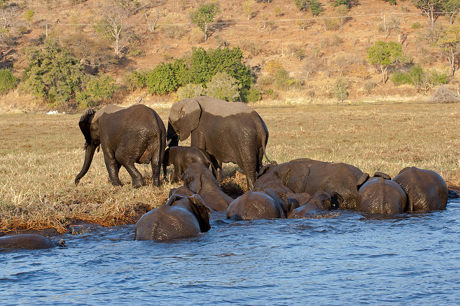 Elephants Crossing River Photograph by Aivar Mikko