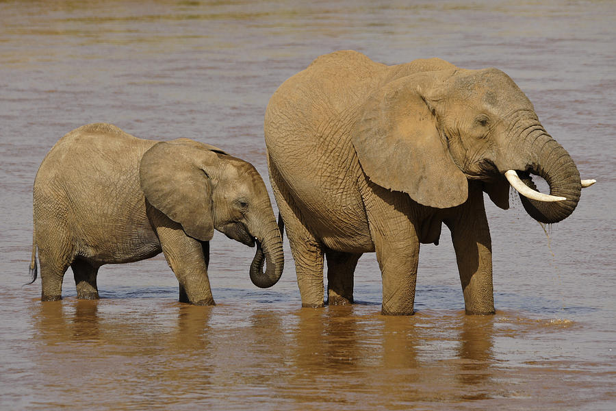 Elephants Drinking at River Photograph by Michele Burgess