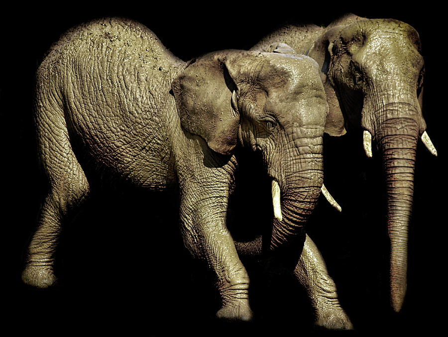 Elephants Exercise Photograph By Martin Newman Fine Art America