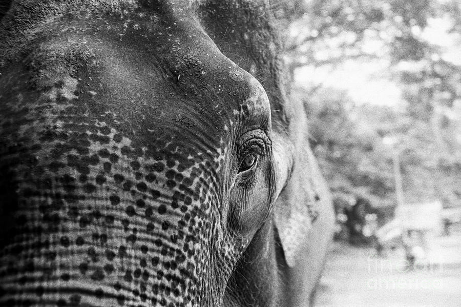 Elephants Eye Photograph by Dean Harte