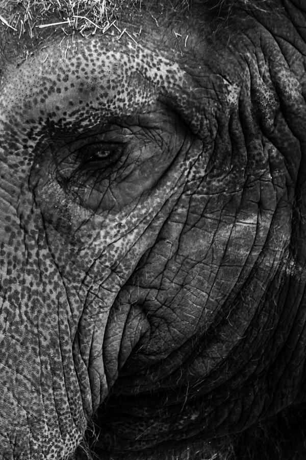 Elephants Eye Photograph by Keith Allen