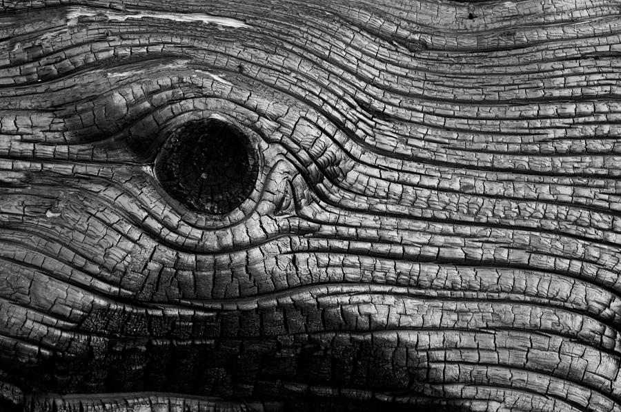 Elephants Eye Photograph by Stephen Holst