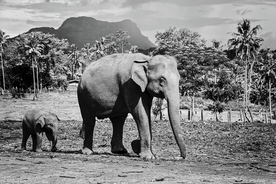 Elephants - Follow the Mom. Black and white Photograph by Svetlana Yelkovan