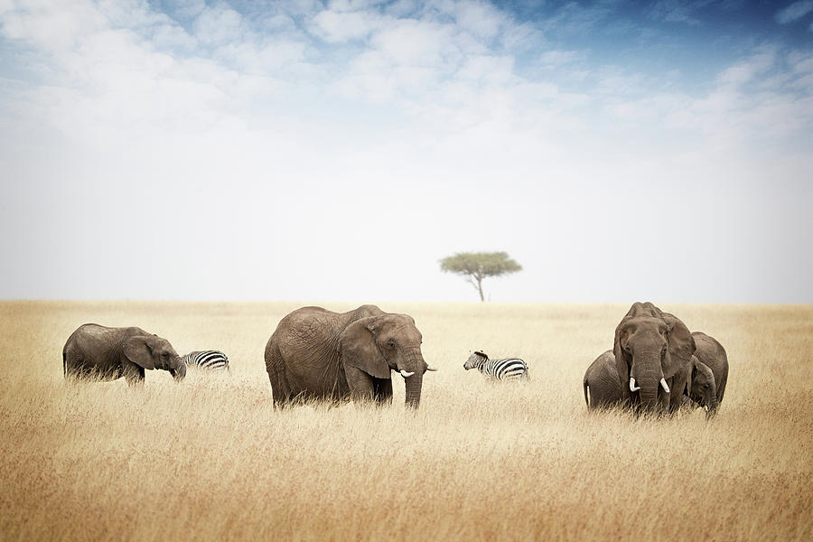 Nature Photograph - Elephants Grazing in Kenya Africa by Good Focused