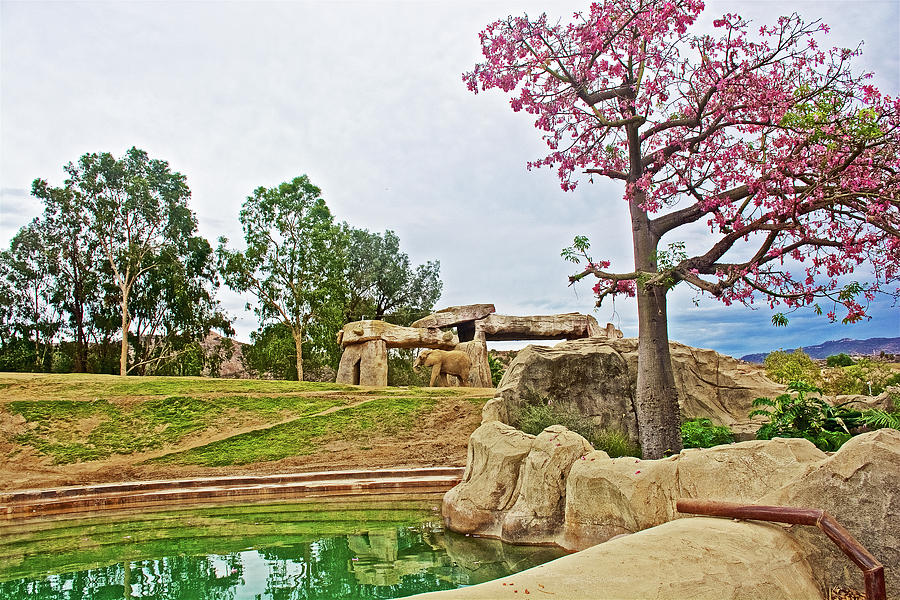 Elephants Home in San Diego Zoo Animal Safari Park, California  Photograph by Ruth Hager