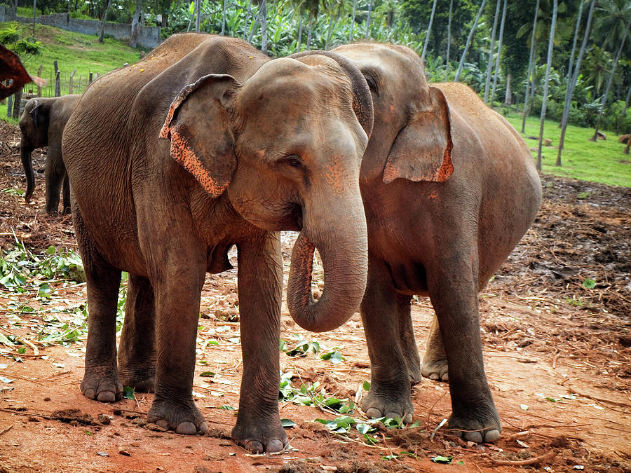 Elephant Photograph - Elephants II by Justyna Lorenc