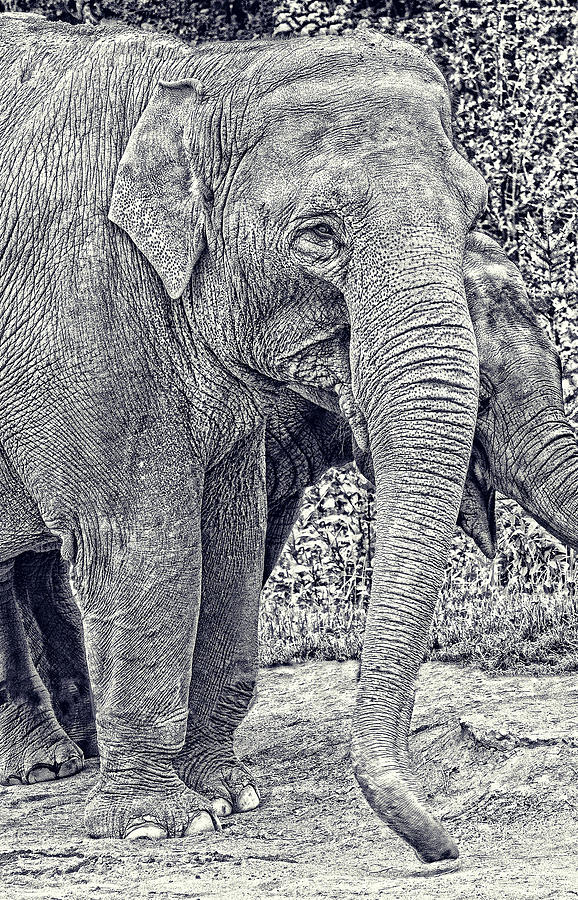 Nature Photograph - Elephants in Black and White  by Jean Noren