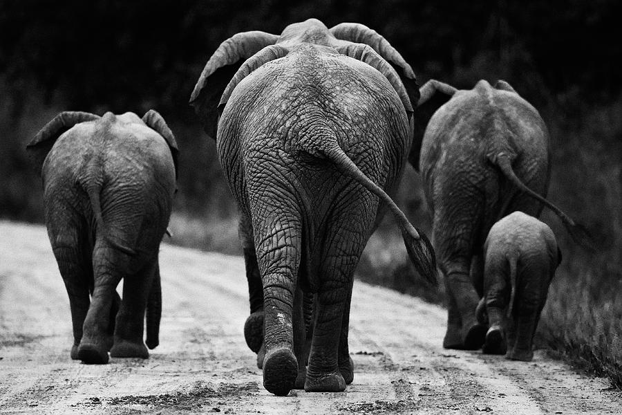 Nature Photograph - Elephants in black and white by Johan Elzenga