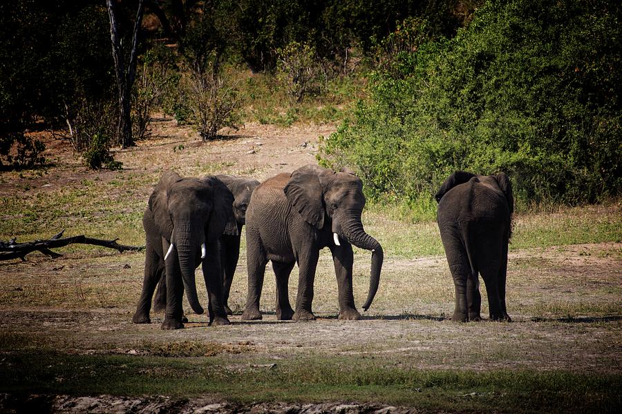 Elephants in Chobe Photograph by Robert Grac