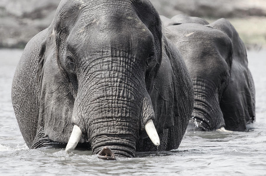 Elephants in the Chobe River Photograph by Alan Bland