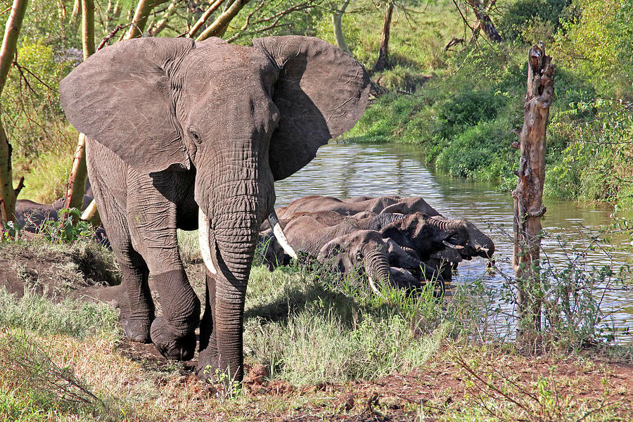 Elephants In The River Photograph by Gill Billington