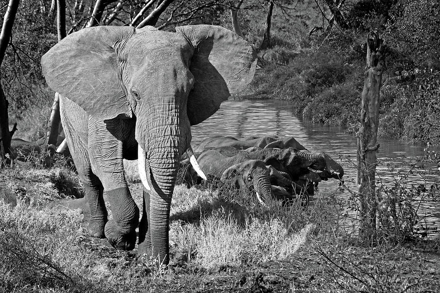 Elephants in the River in Black and White Photograph by Gill Billington