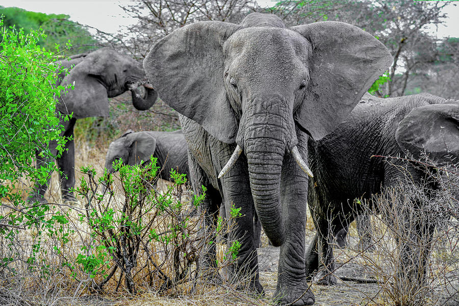 Elephants in the Tarangire Photograph by Marilyn Burton