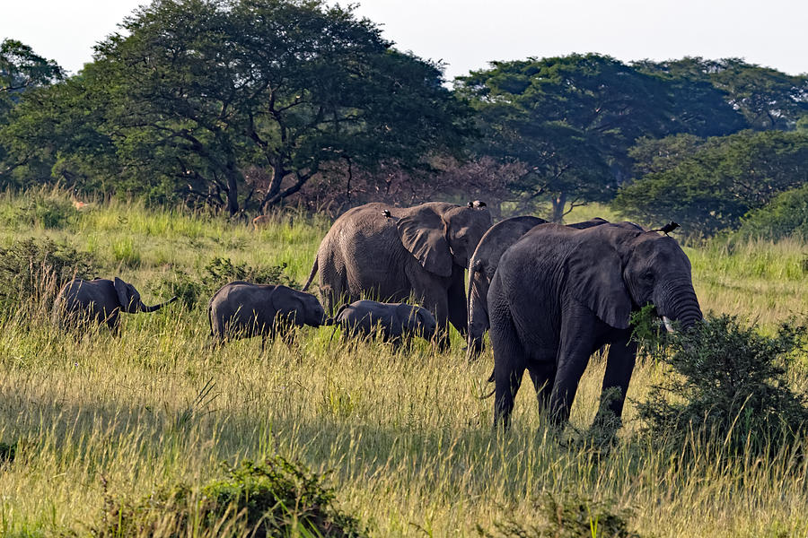 Elephants in Uganda Africa Photograph by Delmas Lehman - Fine Art America