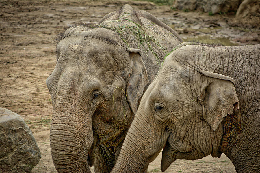 Elephants Photograph by Ingrid Dendievel