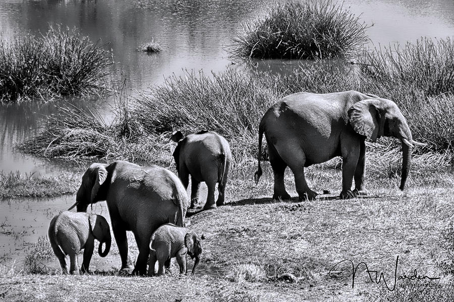 Elephants Morning Stroll I Photograph by Norma Warden
