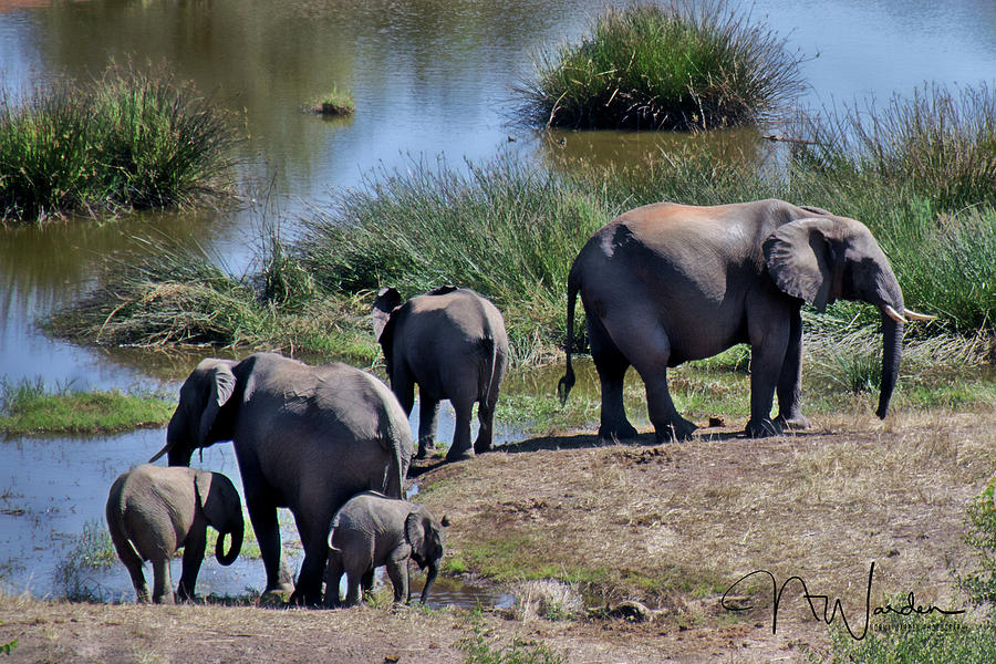 Elephants Morning Stroll II Photograph by Norma Warden