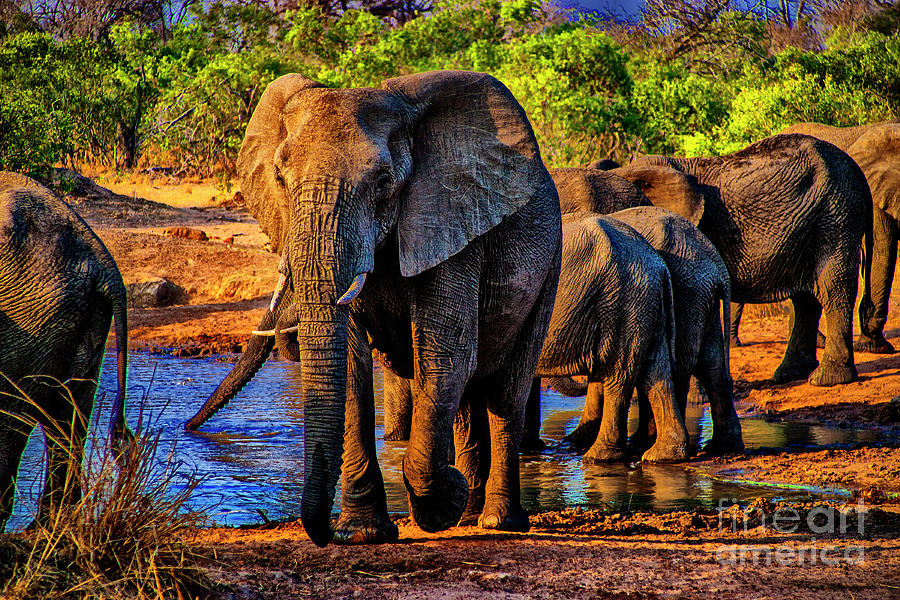 Elephants Nearby Photograph by Rick Bragan
