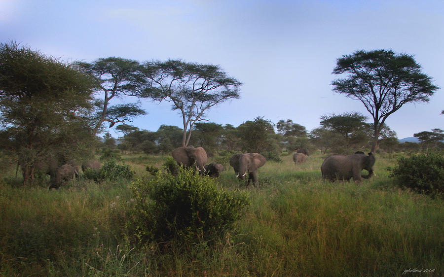 Elephants of the Serengeti Photograph by Joseph G Holland