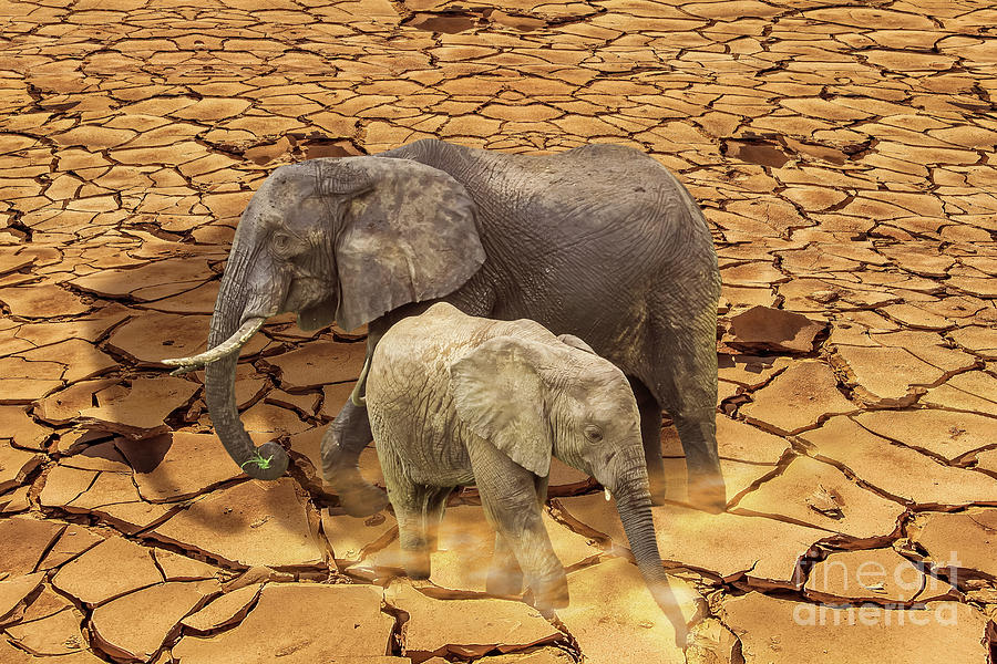 Elephants On Arid Ground Photograph by Benny Marty