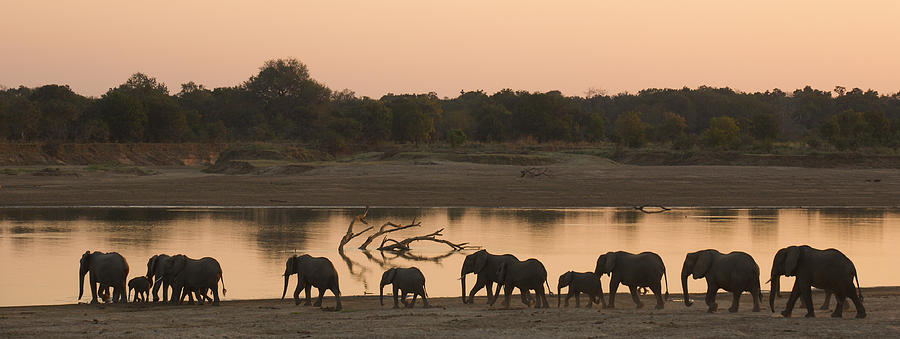 Elephants panorama Photograph by Johan Elzenga
