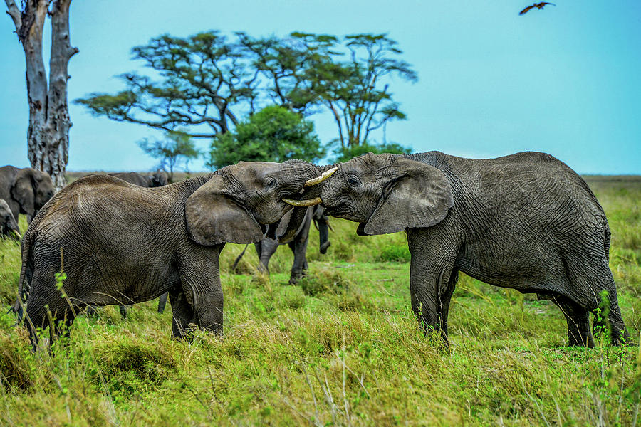 Elephants Play-Fighting Photograph by Marilyn Burton