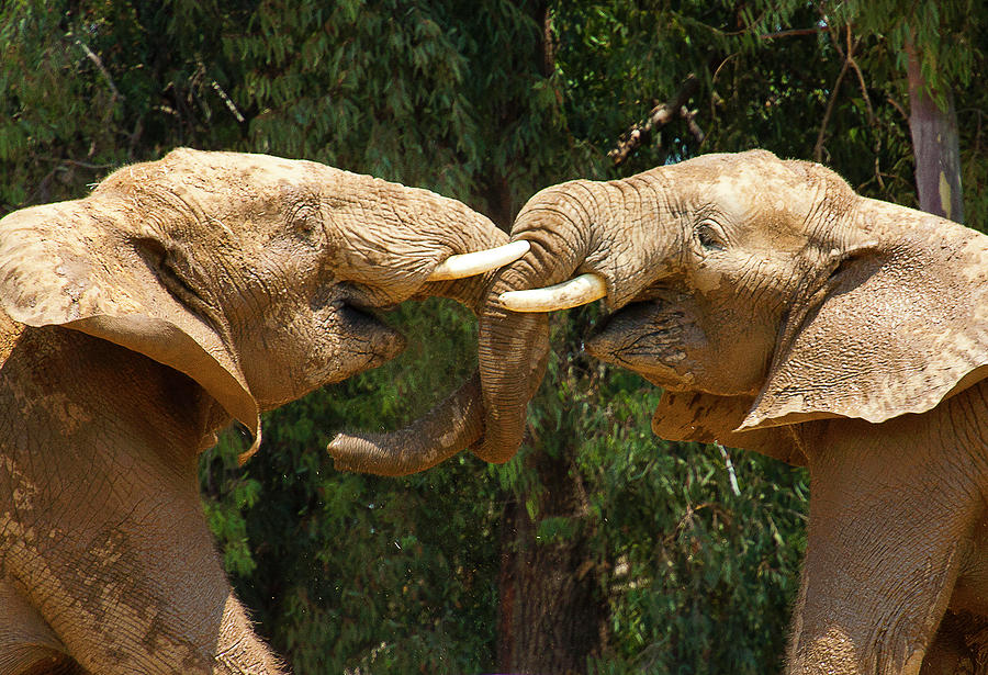 Elephants Playing  Photograph by Anthony Jones