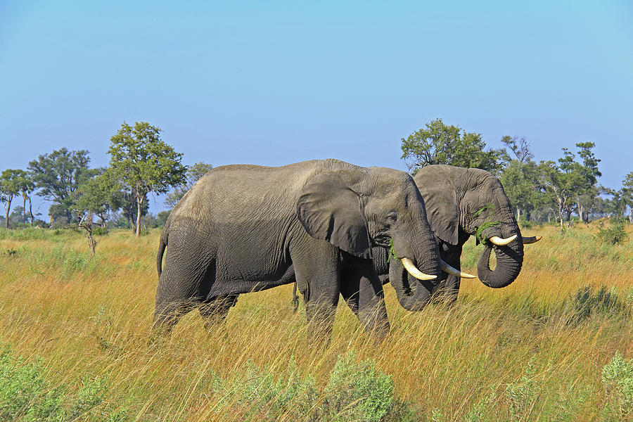 Elephants Photograph by Richard Krebs