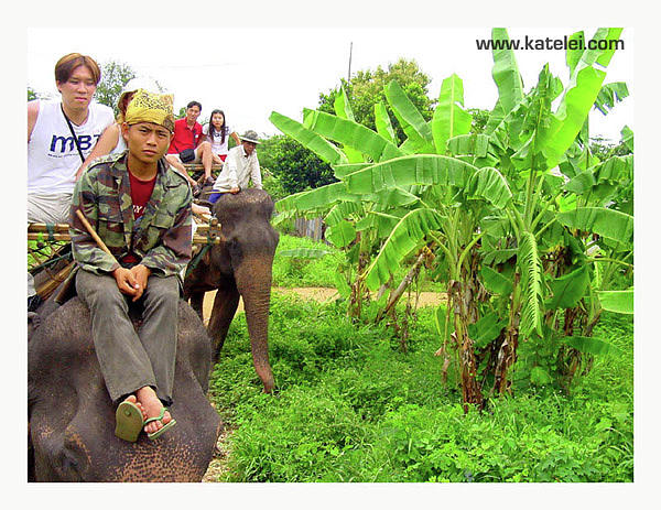 Elephants Ride Photograph By Kate Leikin Fine Art America