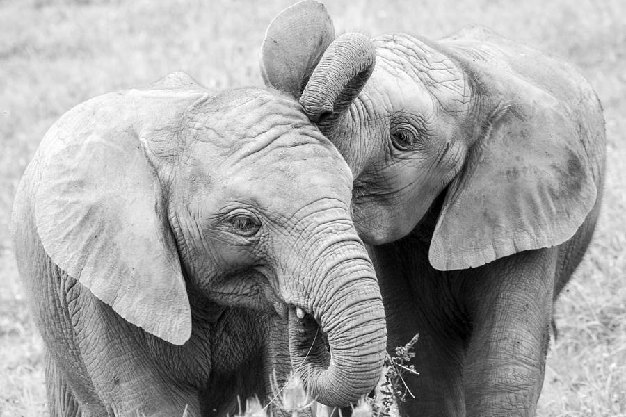 Elephant Photograph - Elephants by Santi Carral