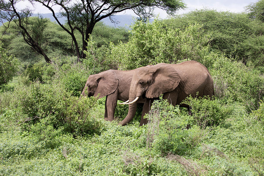 Elephants standing in  Lake Manyara, Tanzania Photograph by Karen Foley