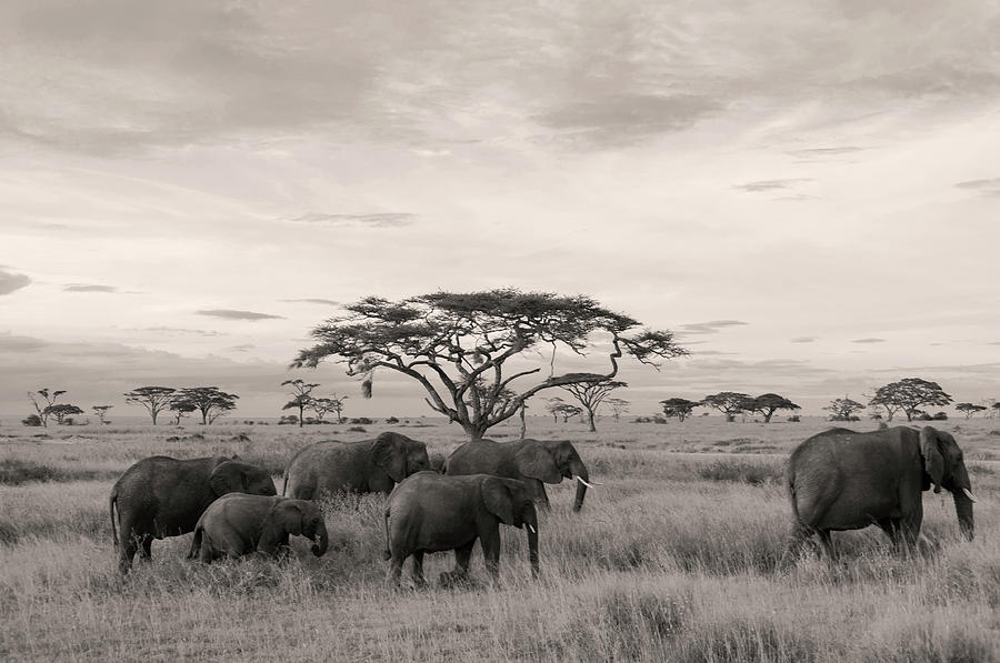Elephants by Stefano Buonamici Elephants by Stefano Buonamici