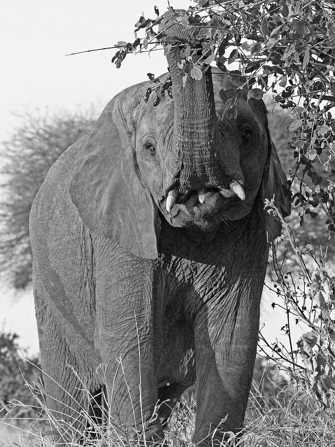 Elephants Supper Time in Black and White Photograph by Gill Billington