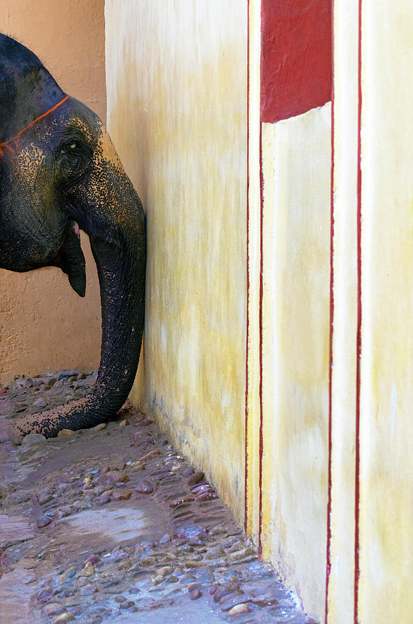Elephants Trunk Photograph by Prakash Ghai