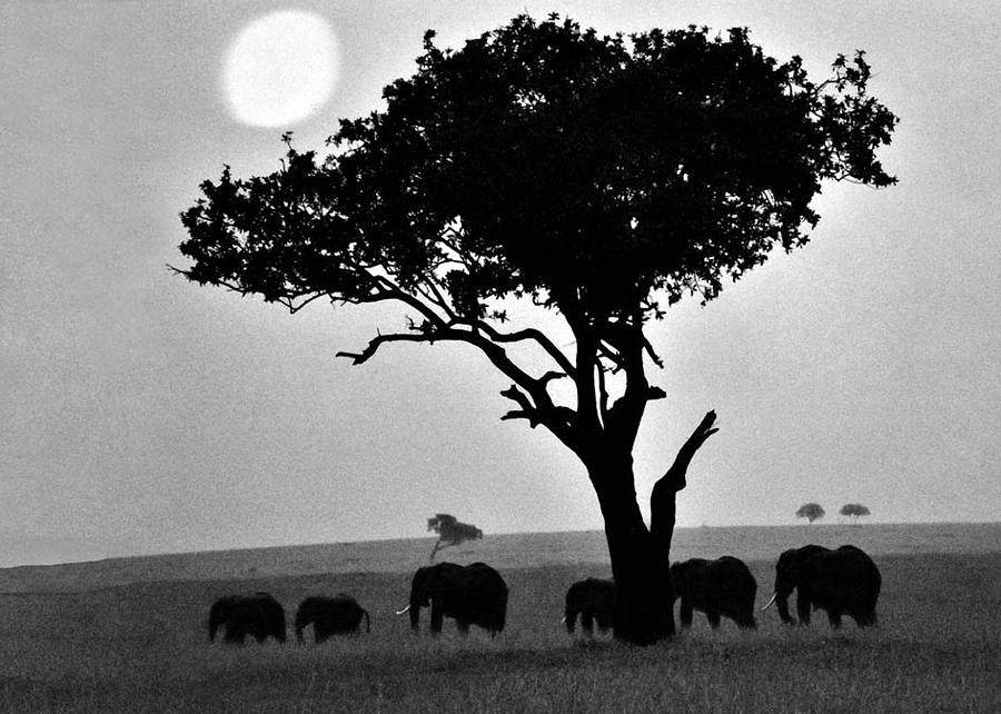 Elephants Under A Tree Photograph by Robert Suggs