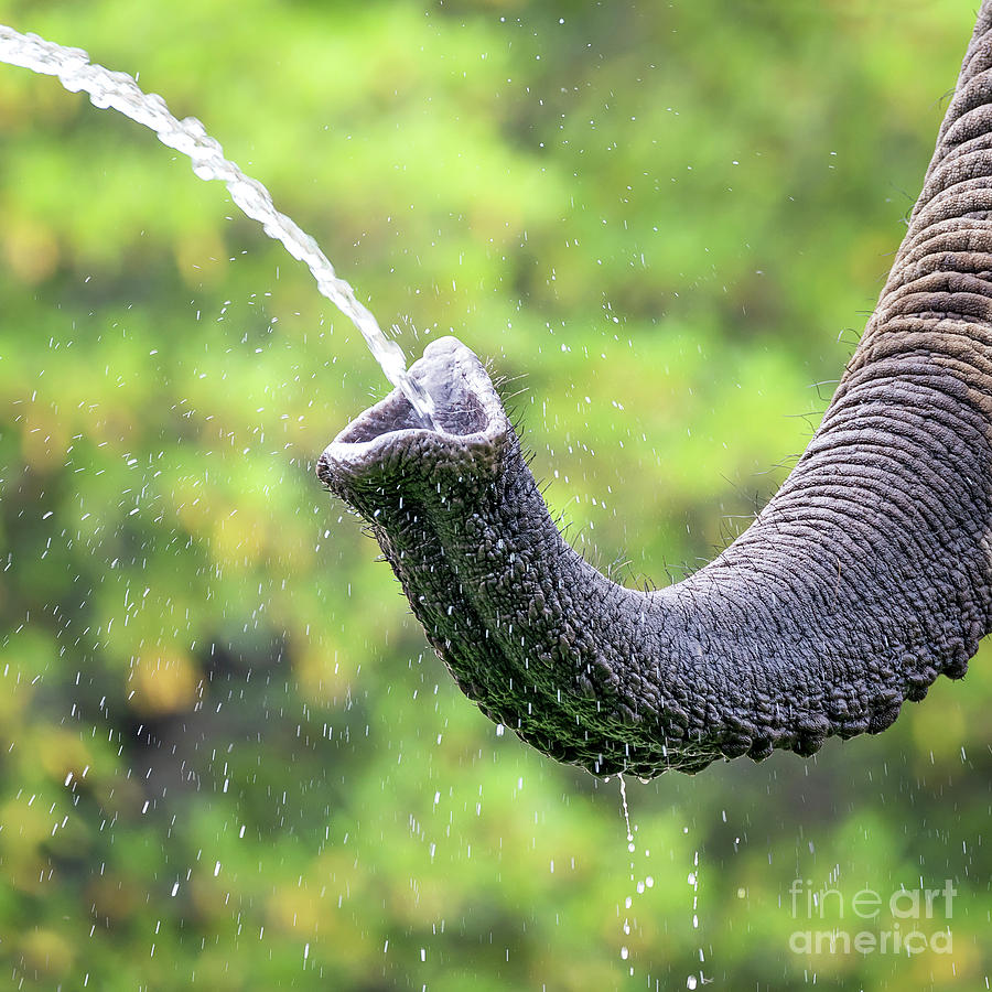 Elephant taking a drink Photograph by Jane Rix